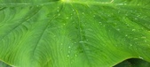 Enlarge photo 400