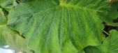 Enlarge photo 395