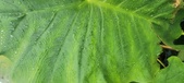 Enlarge photo 393