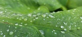 Enlarge photo 388