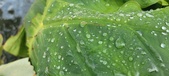 Enlarge photo 386