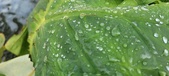 Enlarge photo 385