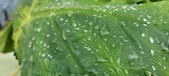 Enlarge photo 384