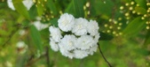Enlarge photo 380
