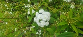 Enlarge photo 379