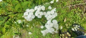 Enlarge photo 376