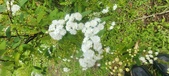 Enlarge photo 375