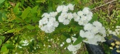 Enlarge photo 374