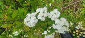 Enlarge photo 373