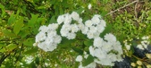 Enlarge photo 371