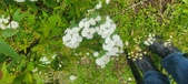 Enlarge photo 370