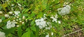 Enlarge photo 368