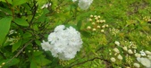 Enlarge photo 363