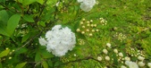 Enlarge photo 362