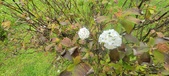 Enlarge photo 354