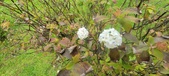 Enlarge photo 353