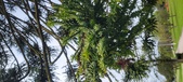 Enlarge photo 351