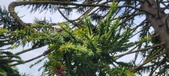 Enlarge photo 350