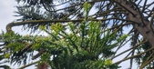 Enlarge photo 347