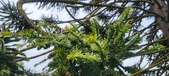 Enlarge photo 343