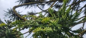 Enlarge photo 342
