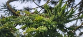 Enlarge photo 341