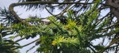 Enlarge photo 339
