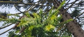Enlarge photo 338