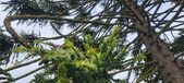 Enlarge photo 335