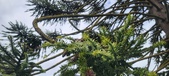 Enlarge photo 333