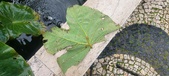 Enlarge photo 332