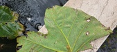 Enlarge photo 331