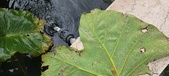 Enlarge photo 330