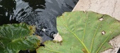Enlarge photo 329