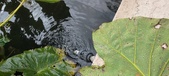 Enlarge photo 328