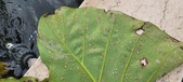 Enlarge photo 264