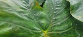 Enlarge photo 326