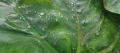 Enlarge photo 325