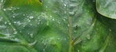 Enlarge photo 260