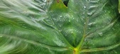 Enlarge photo 323