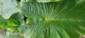 Enlarge photo 322