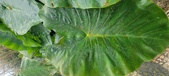 Enlarge photo 257