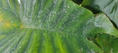 Enlarge photo 256