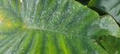 Enlarge photo 319