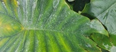 Enlarge photo 318