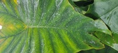 Enlarge photo 253