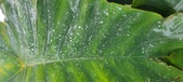 Enlarge photo 252