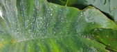 Enlarge photo 251