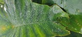 Enlarge photo 249