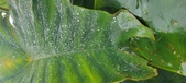 Enlarge photo 315